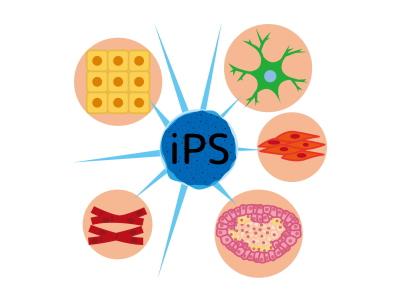 ips細胞